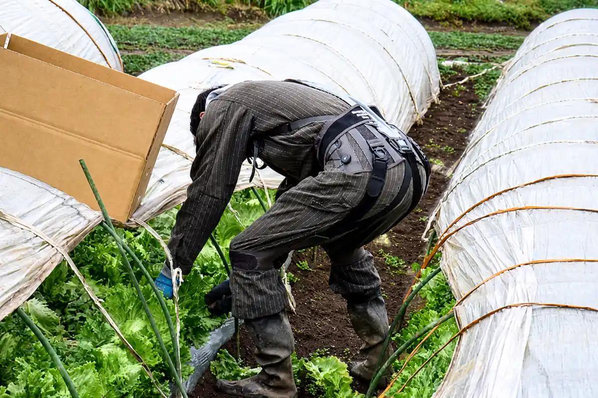Trabajador manual con exoesqueleto lumbar en entorno agrario, representando la protección ergonómica pasiva